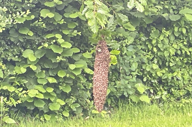 bees in swarm,  hanging from a branch.