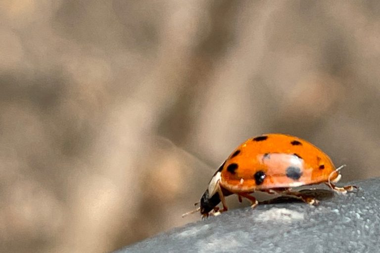 close up of ladybird. 