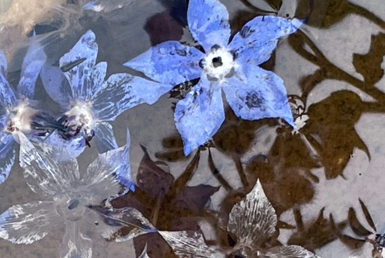 borage flowers floating in water. borage flowers are associated with courage and joy