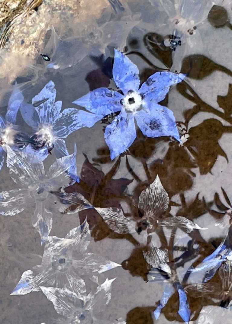 borage flowers floating in a bird bath at home